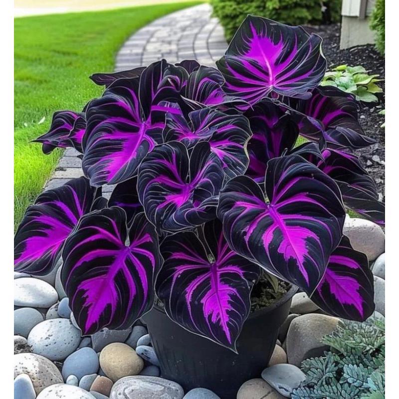 🎁2025 Special Offer🍃 Rare Hosta Flower Seeds🌿