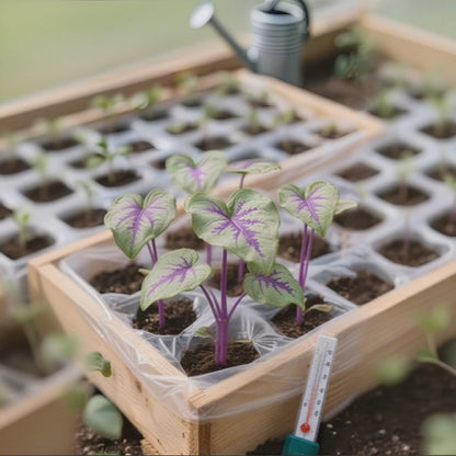 🎁2025 Special Offer🍃 Rare Hosta Flower Seeds🌿