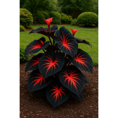 🎁2025 Special Offer🍃 Rare Hosta Flower Seeds🌿