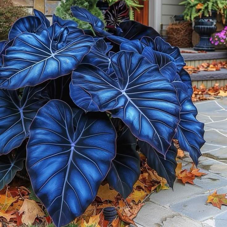 🎁2025 Special Offer🍃 Rare Hosta Flower Seeds🌿