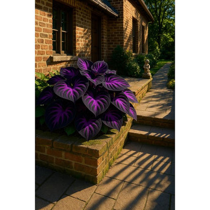 🎁2025 Special Offer🍃 Rare Hosta Flower Seeds🌿
